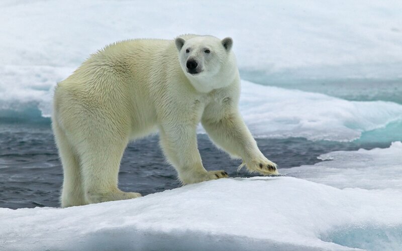 Polar bear on ice floe