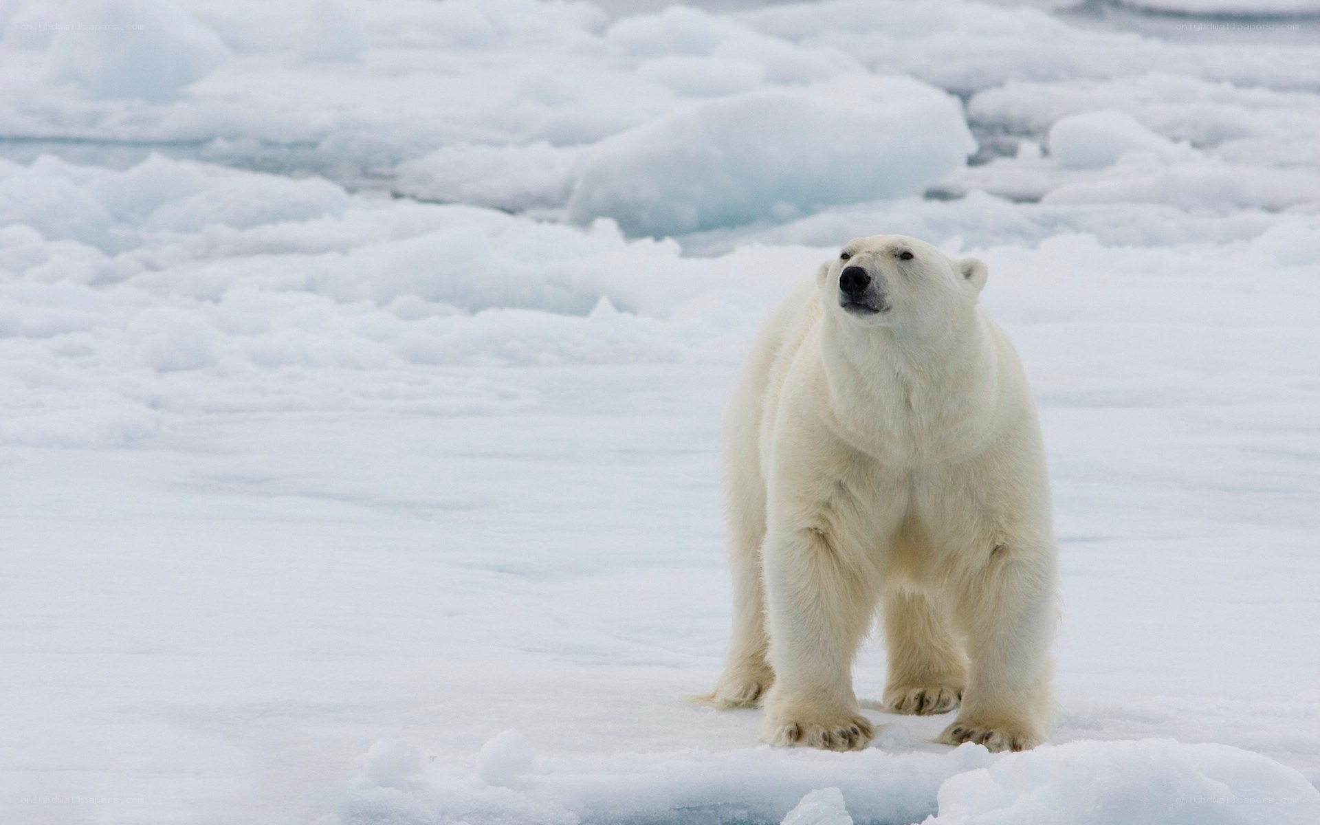 Polar bear on ice floe