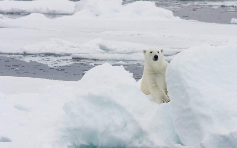 Polar bear on ice floe