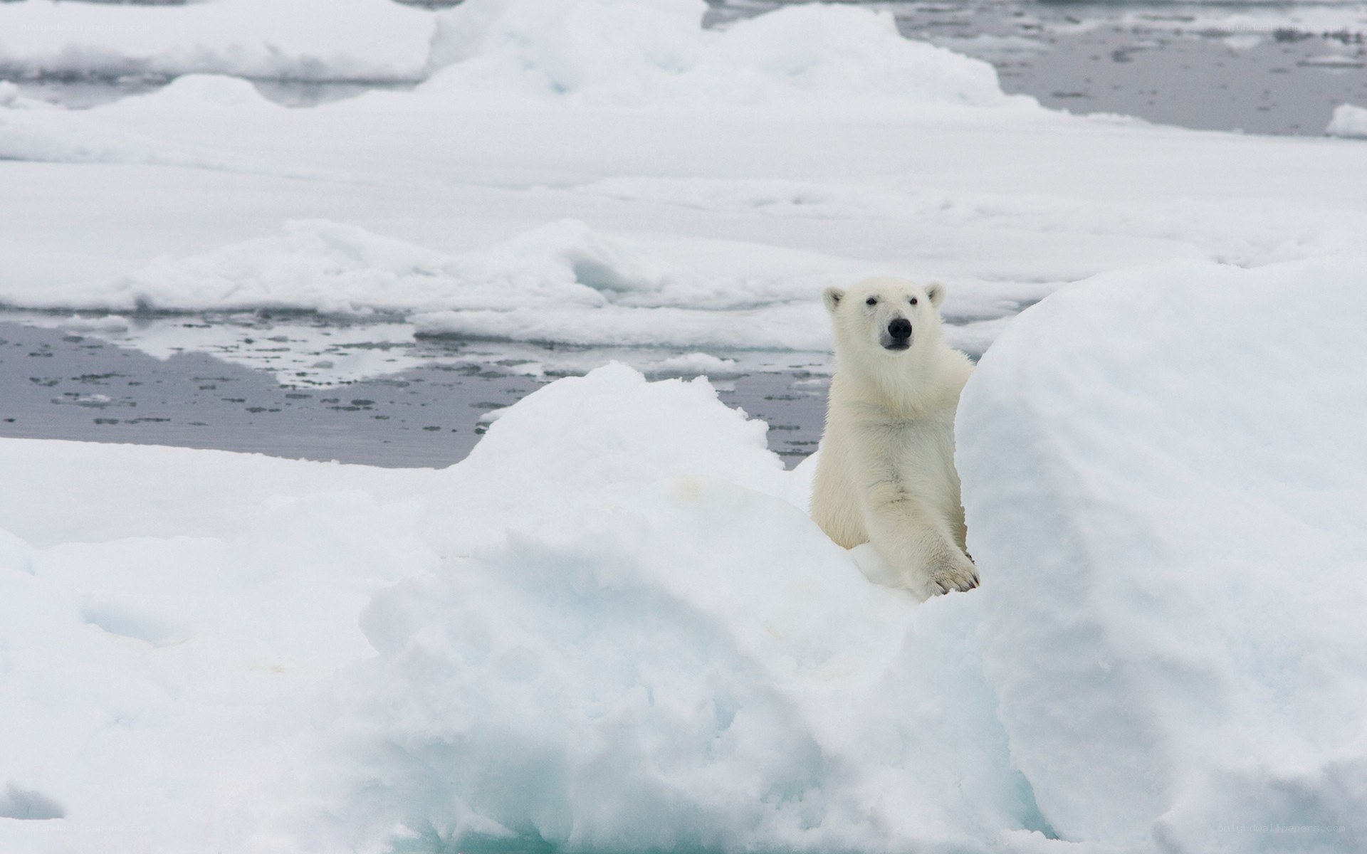 Polar bear on ice floe