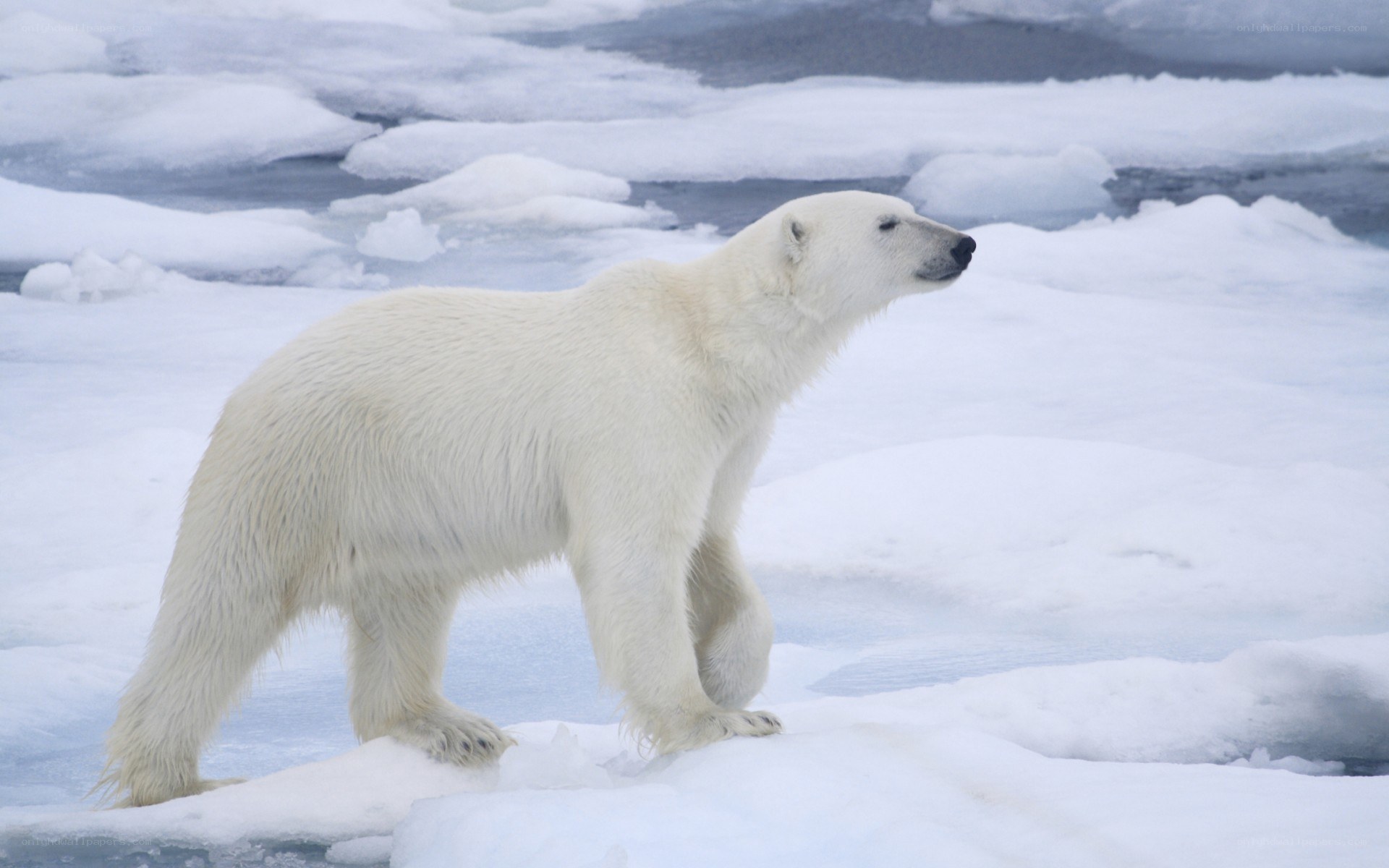 Polar bear on ice floe