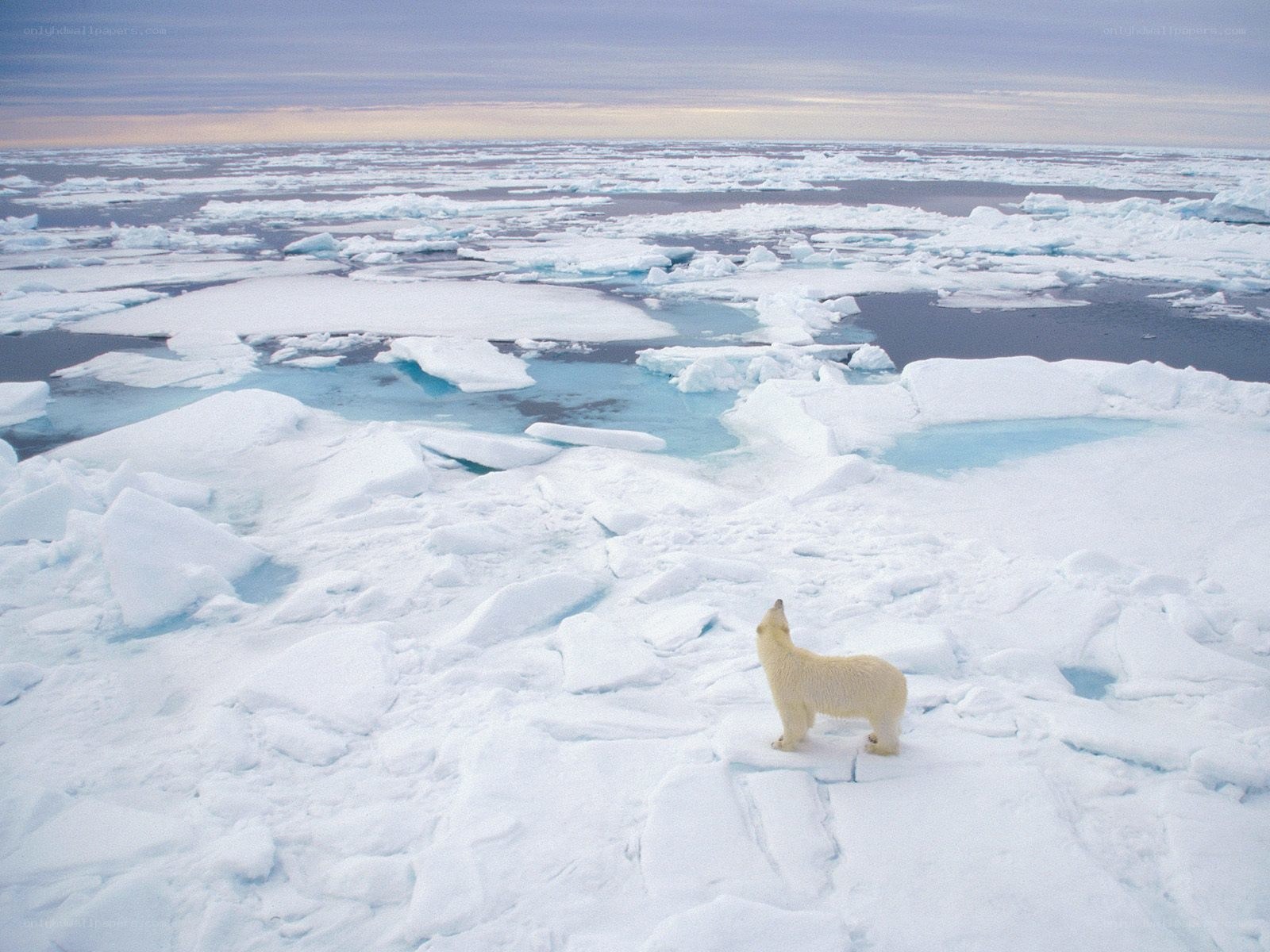 Polar bear on ice floe
