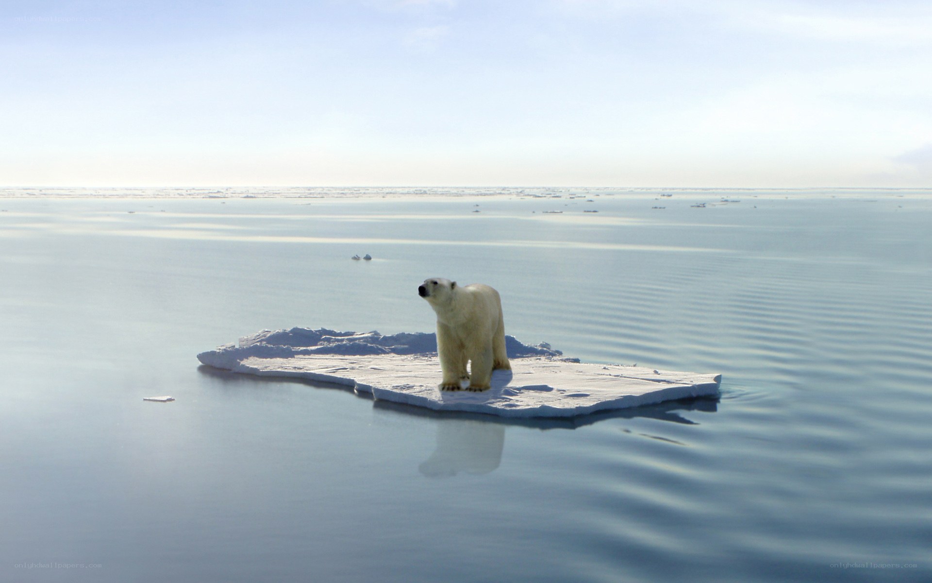 Polar bear on ice floe