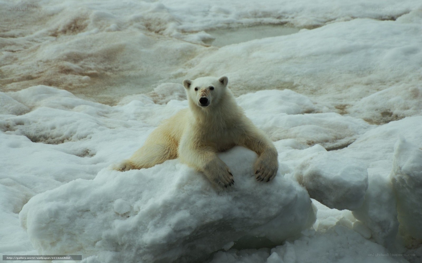 Polar bear on ice floe