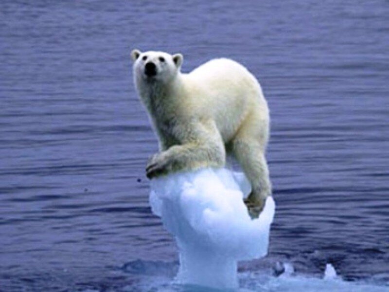 Polar bear on ice floe