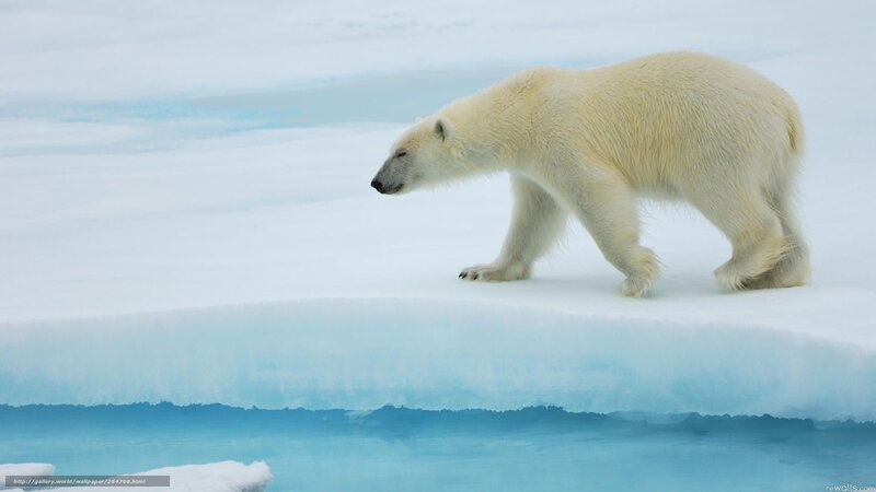 polar bear on ice floe