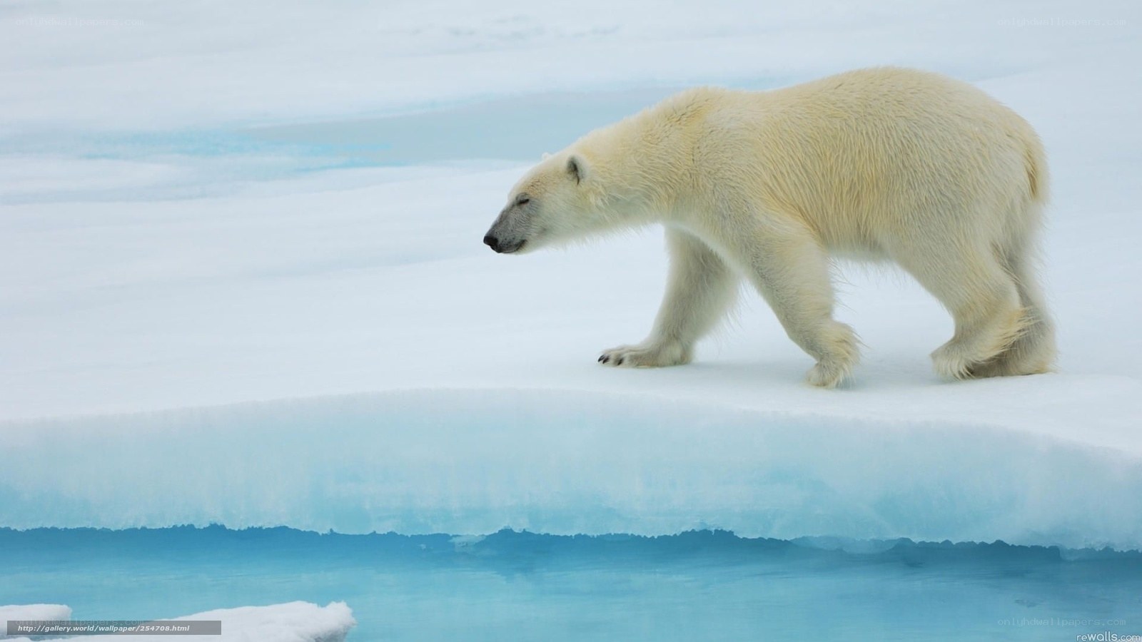 polar bear on ice floe
