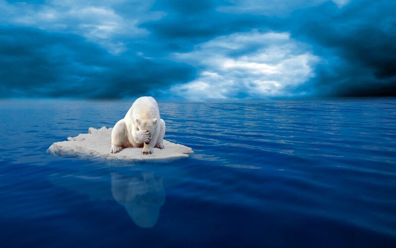 Polar Bear on Ice Floe — Blue
