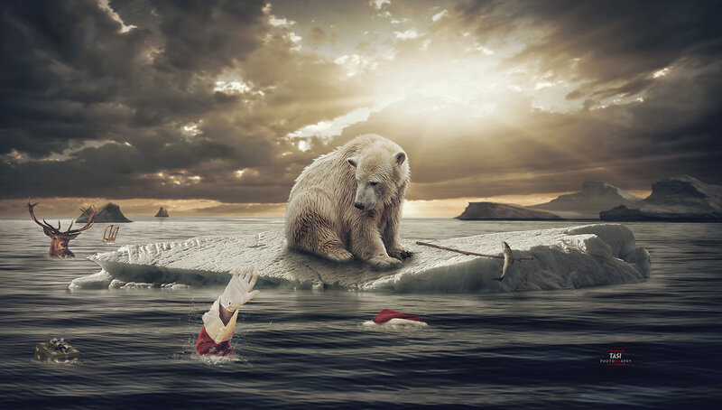 Polar Bear on Ice Floe — Gray