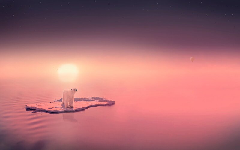 Polar Bear on Ice Floe — Pink
