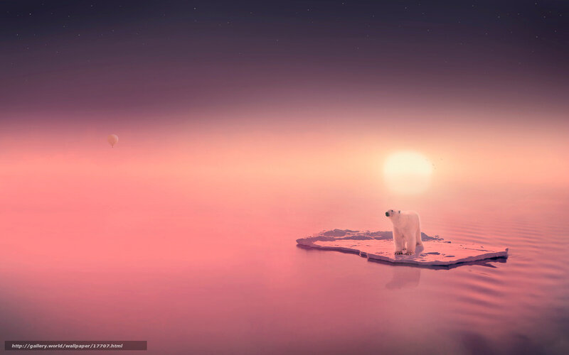 Polar bear on ice floe
