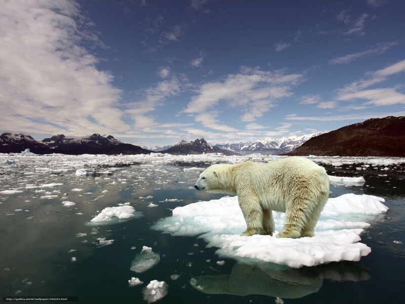 Polar Bear on Ice Floe — White