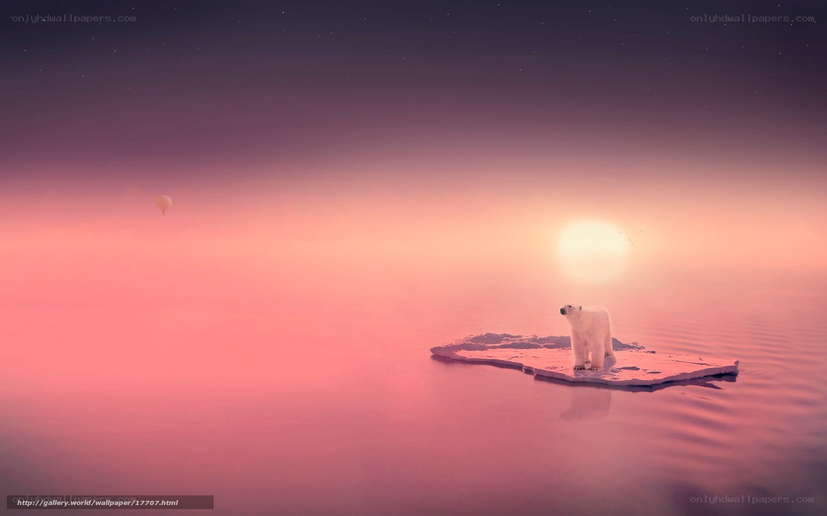 Polar bear on ice floe