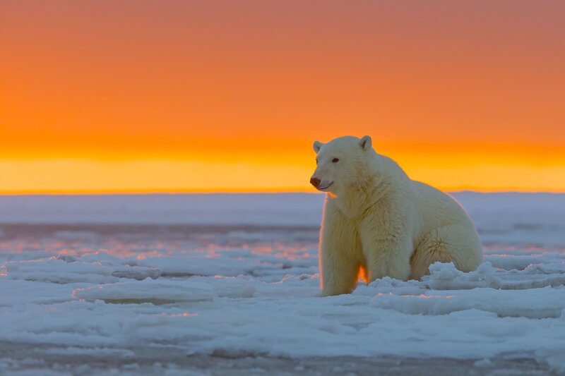 Polar Bear on Ice — Orange