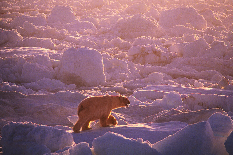 Polar Bear on Ice — Purple