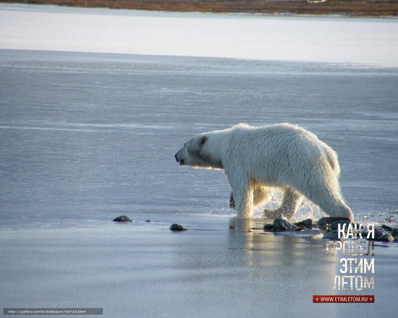 Polar bear on ice