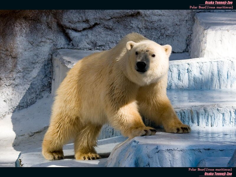 Polar Bear on Ice — White, Calm, Afternoon