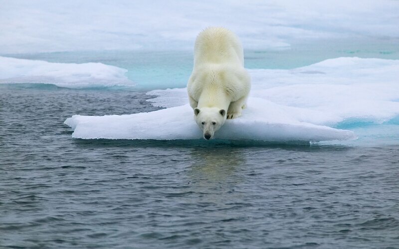 Polar Bear on Ice — White, Calm, Photograph