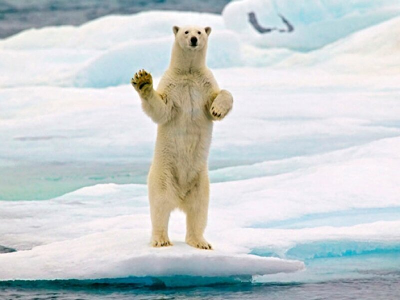 Polar Bear on Ice — White, Calm