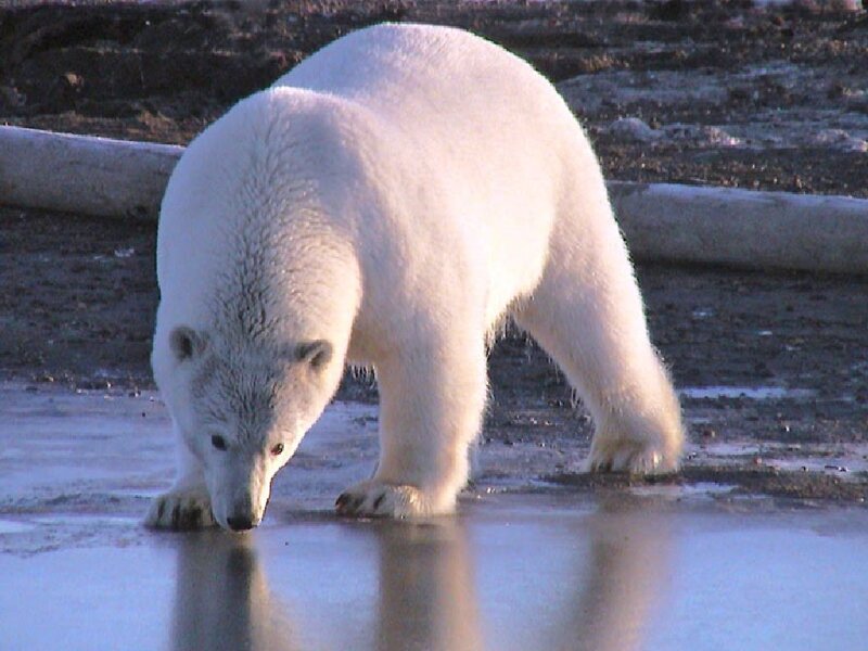 Polar Bear on Ice — White, Calm, Winter, Photograph, Log