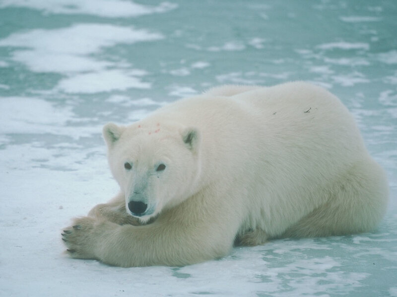 Polar Bear on Ice — White, Calm, Winter, Photograph, Snow