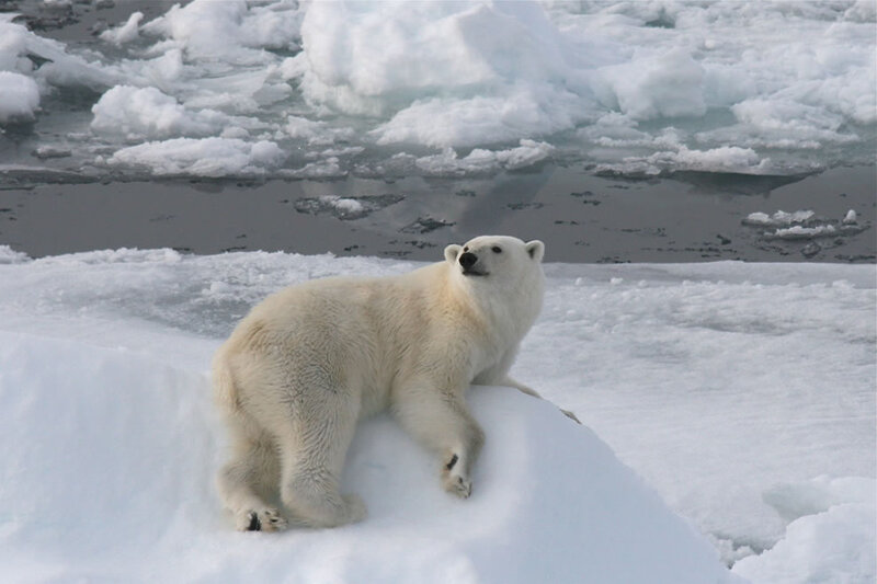 Polar Bear on Ice — White, Calm, Winter, Photograph, Snow, Water