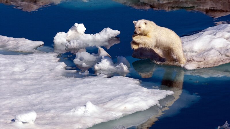 Polar Bear on Ice — White, Calm, Winter, Photograph, Water, Reflection