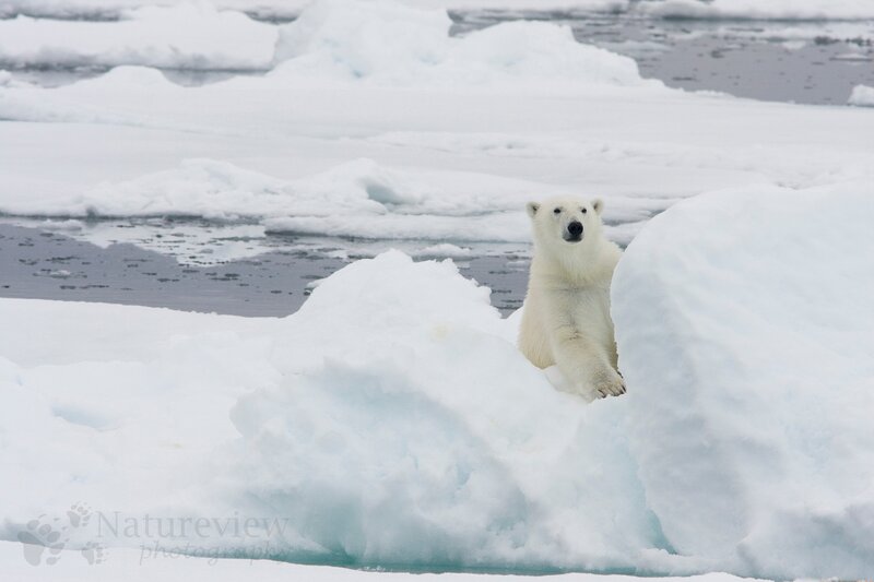 Polar Bear on Ice — White, Calm, Winter, Photograph, Water, Snow