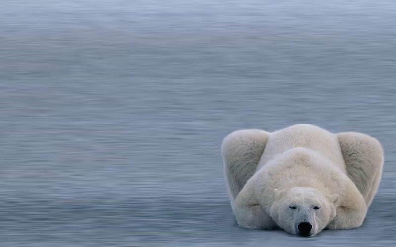 Polar Bear on Ice — White, Calm, Winter