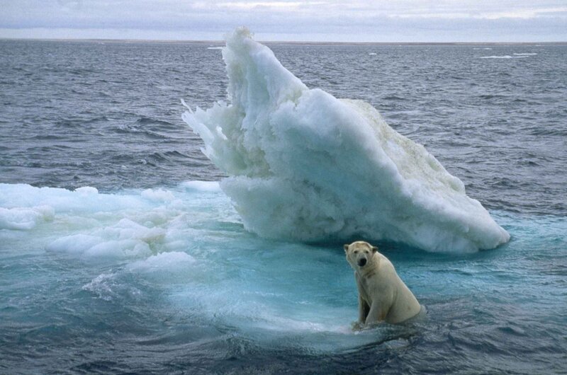 Polar Bear on Ice — White, Cold, Photograph