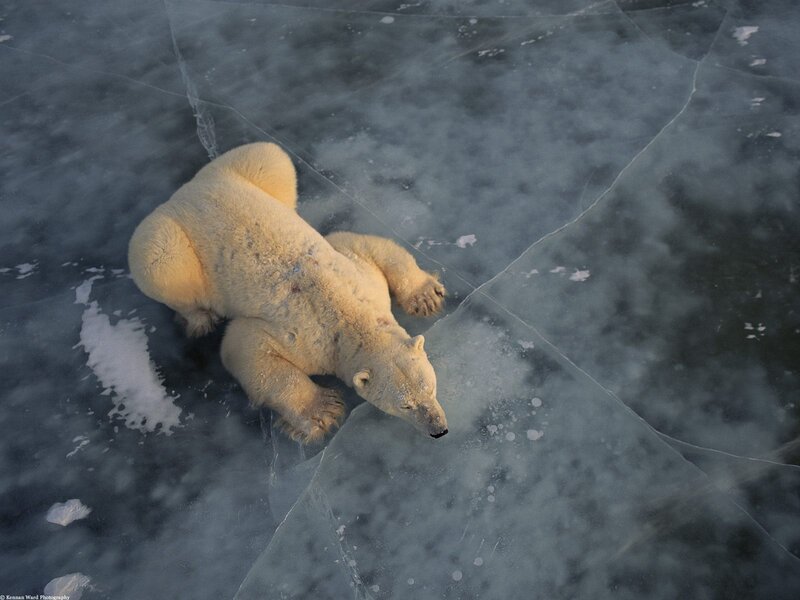 Polar Bear on Ice — White, Cold, Winter, Photograph, Cracks, Snow