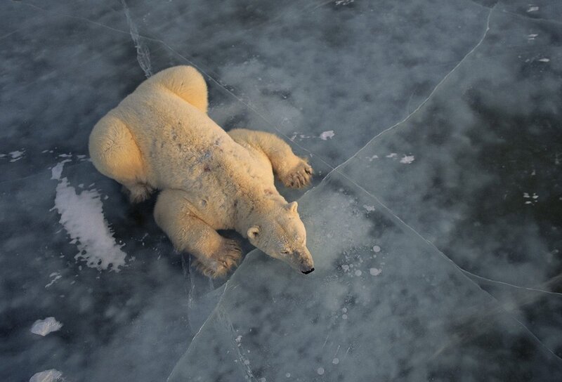 Polar Bear on Ice — White, Cold, Winter, Photograph, Cracks