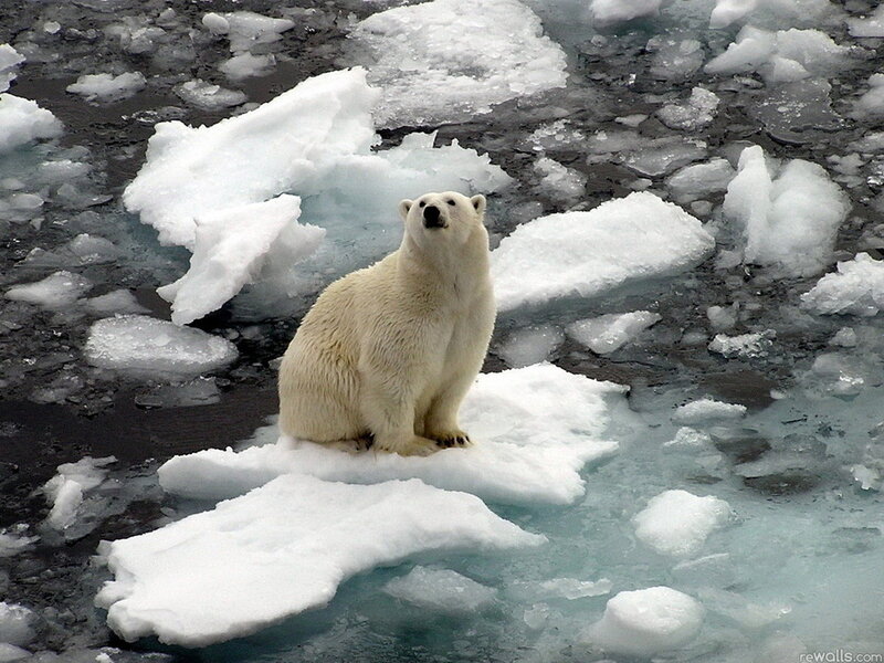 Polar Bear on Ice — White, Cold, Winter, Photograph, Ice Floe