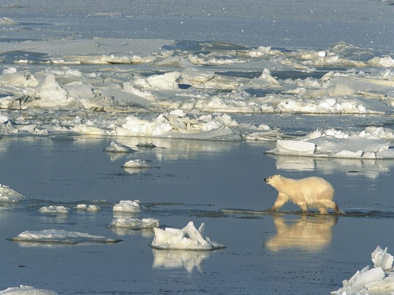 Polar Bear on Ice — White, Cold, Winter, Photograph, Ice Floes, Water