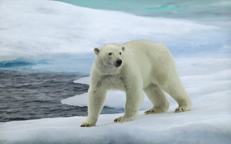 Polar Bear on Ice — White, Cold, Winter, Photograph, Ocean