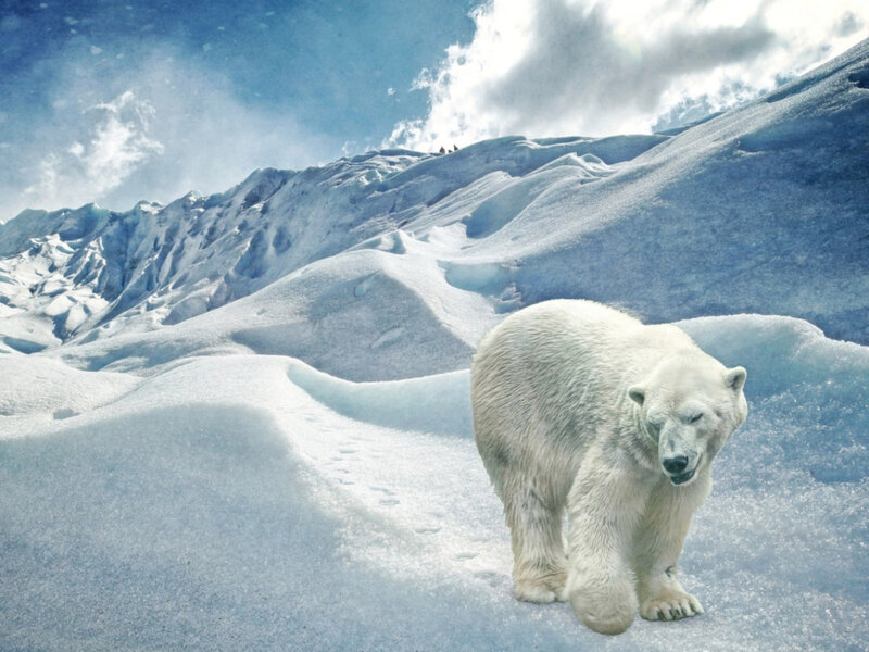 Polar Bear on Ice — White, Cold, Winter, Photograph, Snow, Mountain