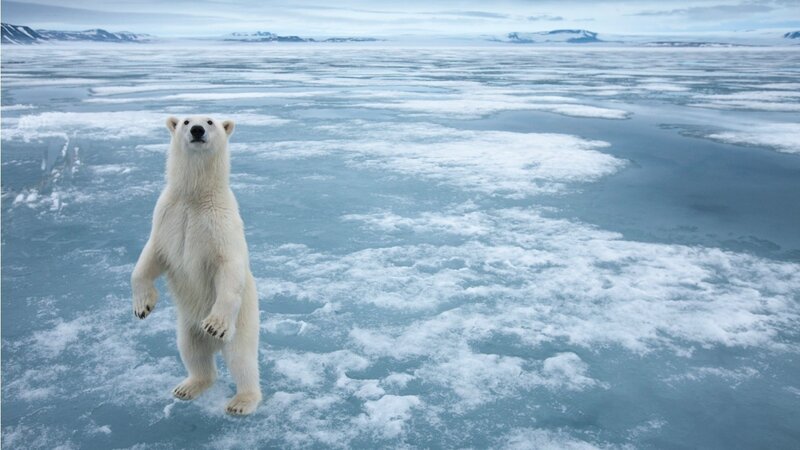 Polar Bear on Ice — White, Cold, Winter, Photograph, Snow, Mountains