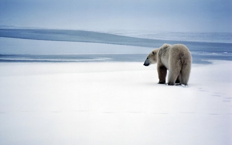 Polar Bear on Ice — White, Cold, Winter, Photograph, Snow, Sky