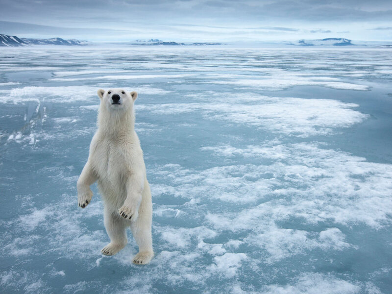 Polar Bear on Ice — White, Cold, Winter, Photograph, Snow