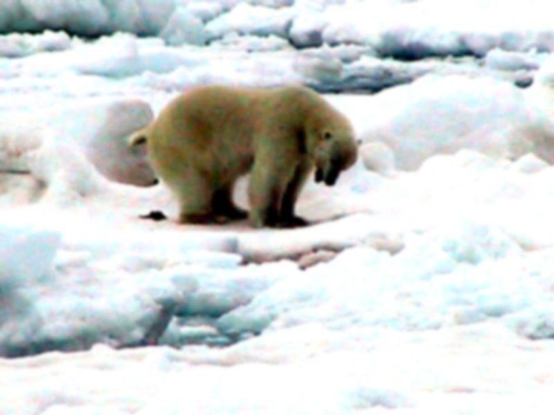 Polar Bear on Ice — White, Cold, Winter, Photograph