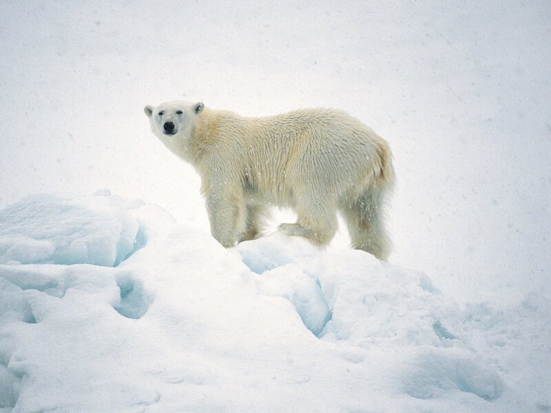Polar Bear on Ice — White, Cold, Winter