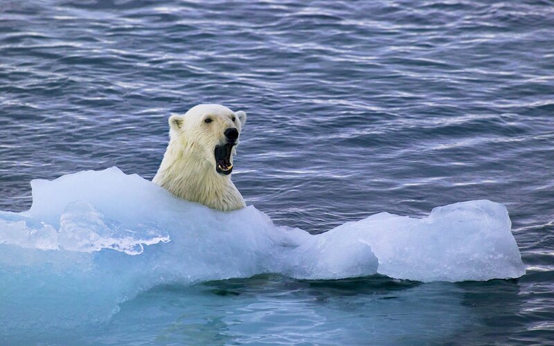 Polar Bear on Ice — White, Dramatic, Photograph, Iceberg