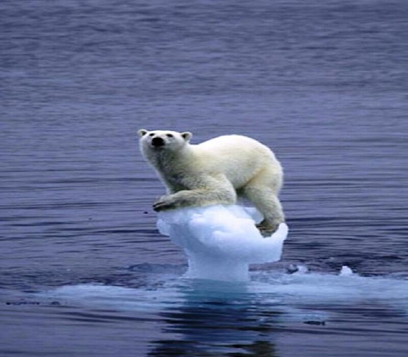 Polar Bear on Ice — White, Dramatic, Photograph