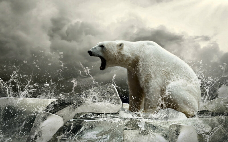 Polar Bear on Ice — White, Dramatic, Photograph, Water