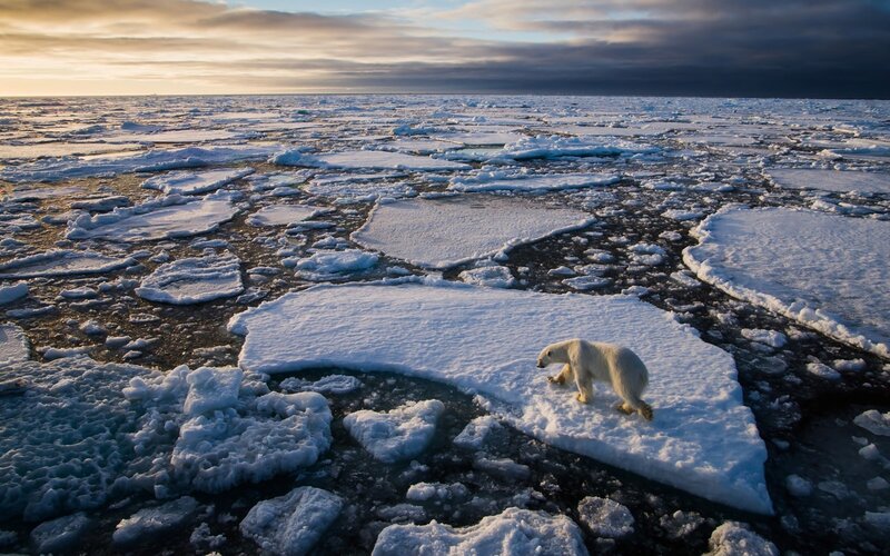 Polar Bear on Ice — White, Dramatic, Sunset