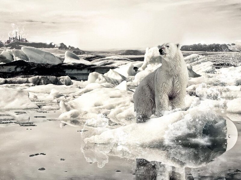 Polar Bear on Ice — White, Dramatic