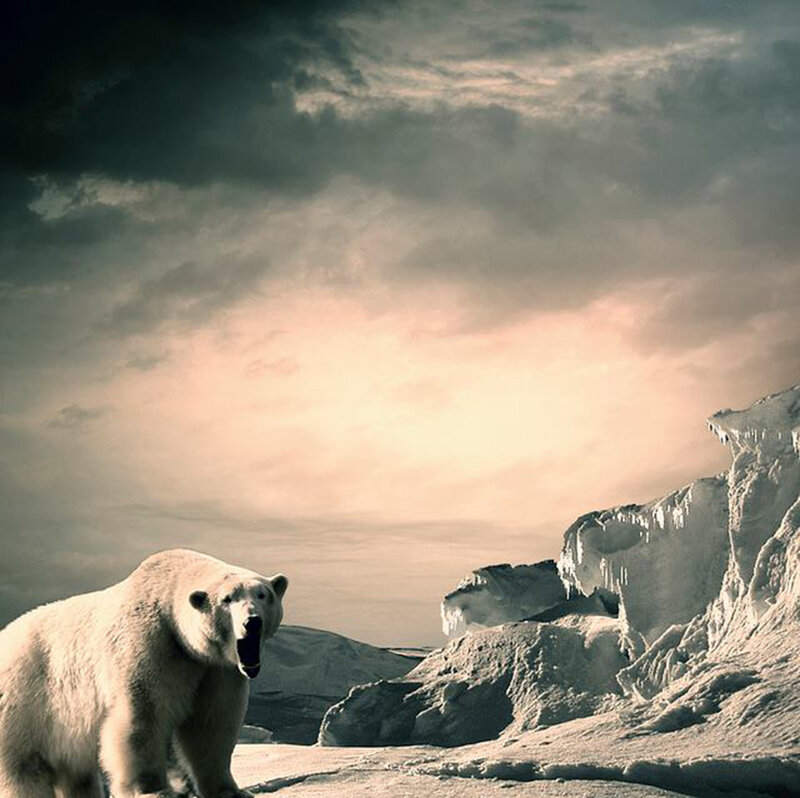 Polar Bear on Ice — White, Dramatic, Winter, Photograph, Clouds
