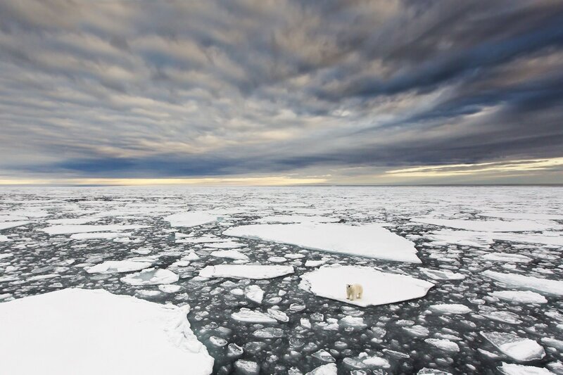 Polar Bear on Ice — White, Dramatic, Winter, Photograph, Ice Floe, Clouds