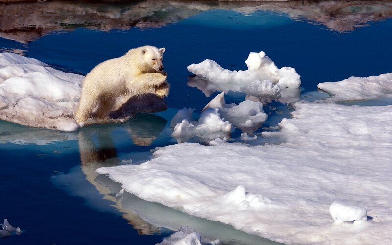 Polar Bear on Ice — White, Dramatic, Winter, Photograph, Ice Floe