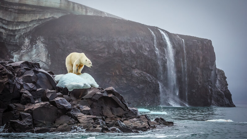 Polar Bear on Ice — White, Dramatic, Winter, Photograph, Rock
